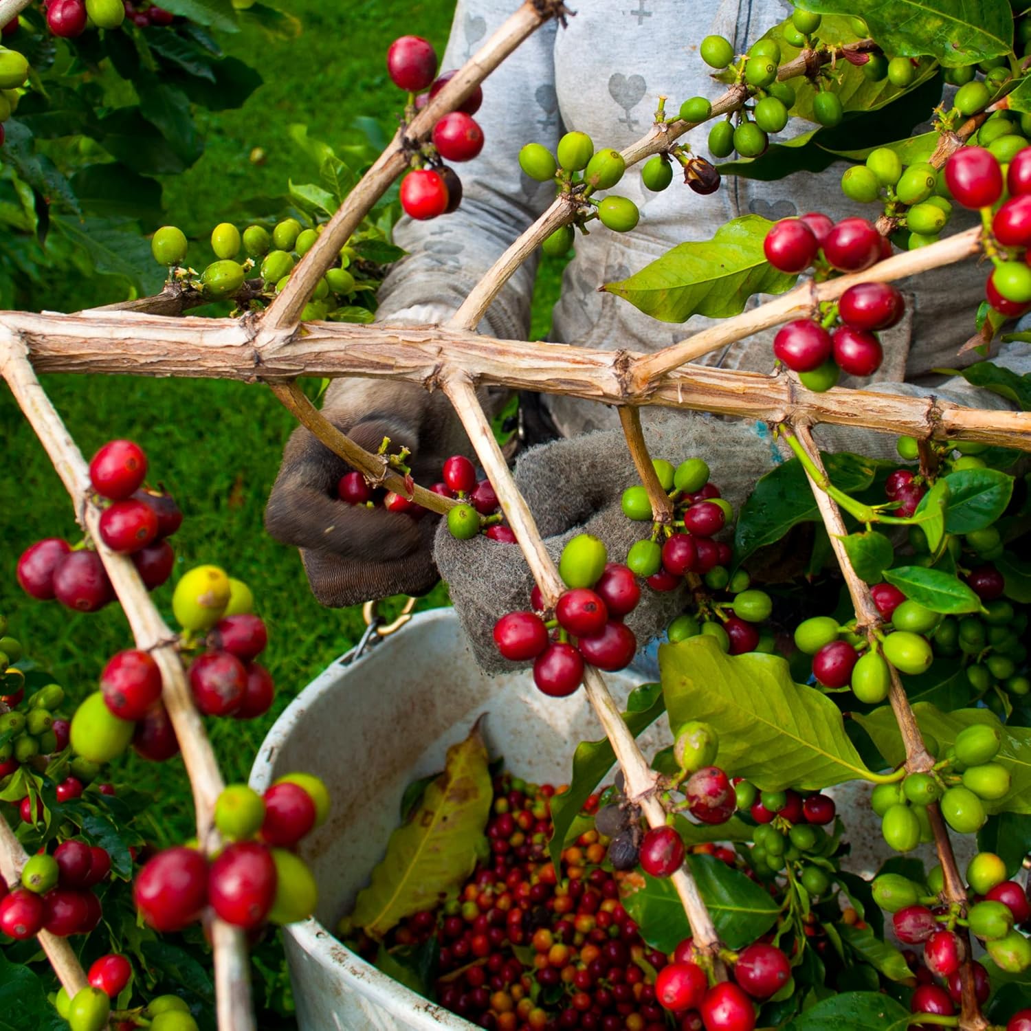 Greenwell Farms 100% Hawaiian Kona Coffee - Image 5