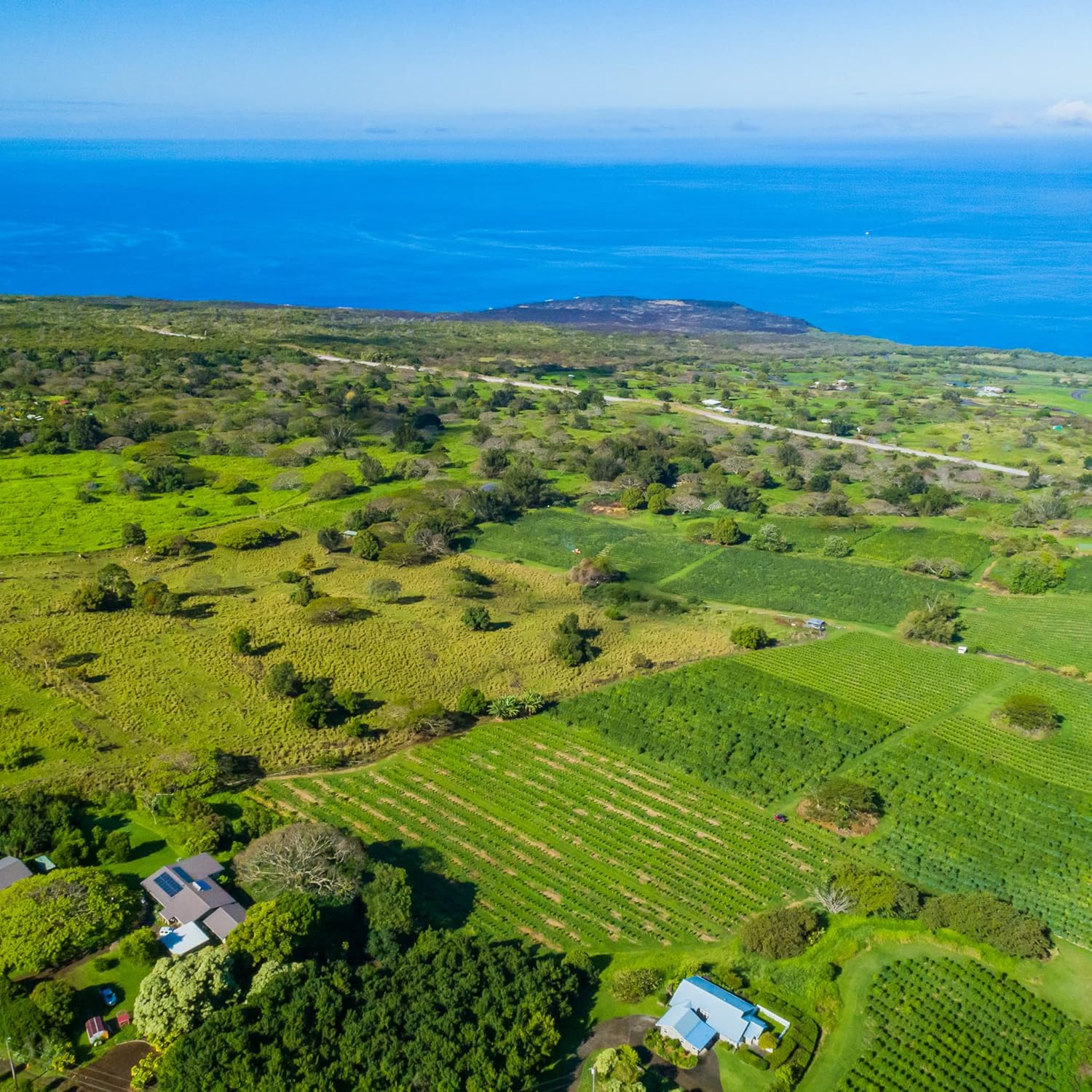 Greenwell Farms 100% Hawaiian Kona Coffee - Image 7